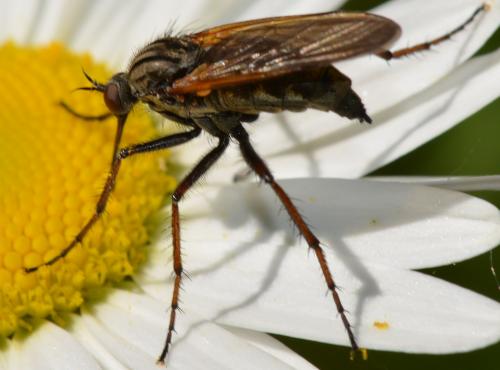 Empis tessellata